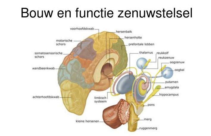 Bouw Van Het Zenuwstelsel – Drugtext.nl